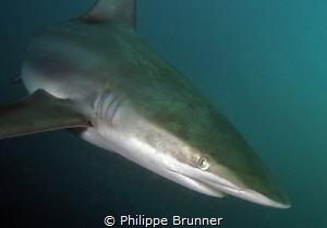 Shark by Philippe Brunner 
